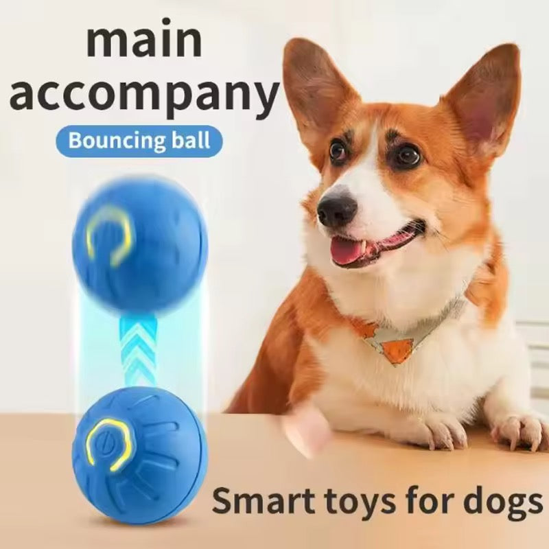 Why dogs and owners love it: